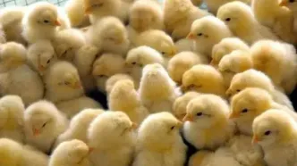 کشف ۹ هزار و ۵۰۰ قطعه جوجه قاچاق