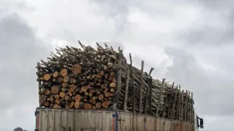 کشف ۶۳۰ کیلوگرم زغال جنگلی قاچاق
