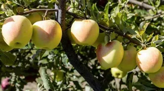 سیب‌چینی پاییزی در مراغه