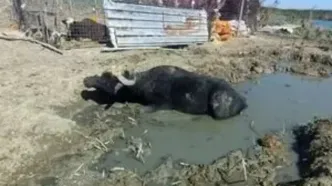 نقش ترکیه در تشدید بحران آب در عراق