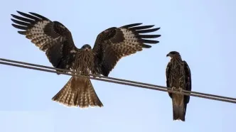 تصاویر؛ حضور کم‌نظیر کورکورهای سیاه در شیراز