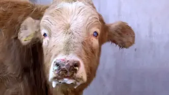 دام آلوده از کشورهای همسایه وارد ایران شد