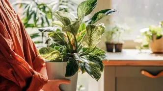 5 گیاه خانگی که «عنکبوت‌ها» را از خانه شما دور می‌کند