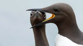 شاهکارهای عکاسی «طنزآمیز» از حیوانات در سال 2025