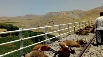 برخورد مرگبار قطار مسافربری با گله گوسفند/ ۱۰۰ رأس گوسفند تلف شد