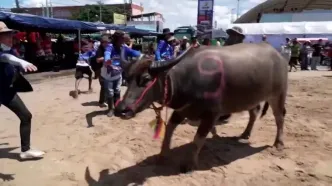 هیجان و خطر در مسابقات گاومیش‌دوانی تایلند