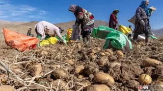 تصاویر؛ سرزمین طلایی سیب‌زمینی‌های تهران