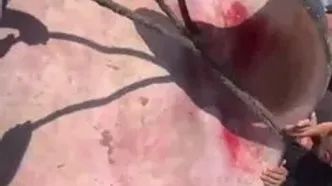 ببینید؛ صید ماهی غول‌پیکر در غزه