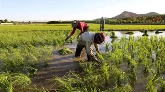 پیش بینی تولید ۱.۸ میلیون تن برنج در سال جاری