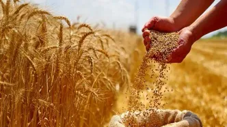 قیمت گندم در سال ۱۴۰۵ اعلام شد+جزئیات