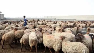 مسوولان چرا به جای واردات گوشت اقدام به واردات نهاده های دامی نمی‌کنند؟