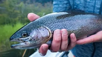 رکوردجهانی گینس درفیله کردن قزل الا جابه جا شد/سریعترین فیله کردن قزل الا در ۱۰ ثانیه /ویدیو