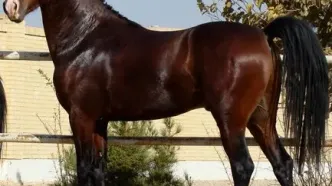 تخلف کمیته پزشکی فدراسیون سوارکاری باعث مرگ ۲اسب شد