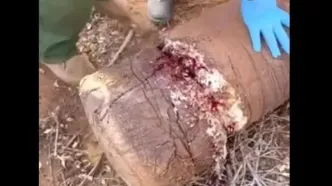 جراحت دلخراش پای یک فیل در تله سیمی