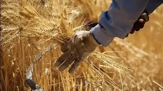 واریز یک پنجم حق بیمه سهم گندمکاران به حساب صندوق بیمه کشاورزی