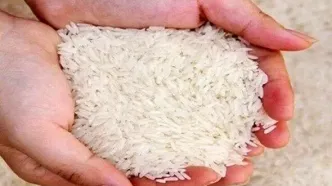 قیمت روز برنج هندی و پاکستانی در ۷ آبان ۱۴۰۴ اعلام شد