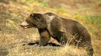 حمله خرس، یک پیرانشهری را روانه بیمارستان کرد