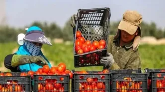 افزایش ۳۵ درصدی صادرات محصولات کشاورزی از ایران