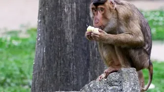 فرار میمون‌های آلوده پس از واژگونی کامیون در آمریکا