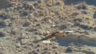 پرواز باشکوه «هما» در آسمان سمنان