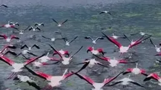 پرواز فلامینگوها بر فراز تالاب میانکاله