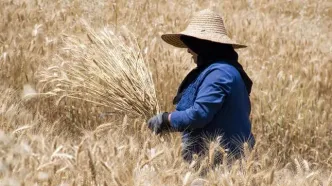 آخرین اخبار تعیین قیمت تضمینی گندم امروز یکشنبه ۳ اسفند ۱۴۰۴ | قیمت گندم ۵۲ هزار تومان شد؟