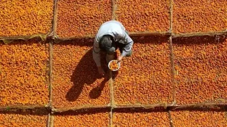 تصاویر؛ برداشت و خشک کردن سنتی آلو در خور