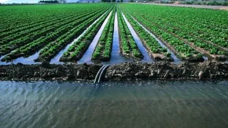 واردات آب مجازی در حوزه کشاورزی ادامه دارد