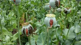ماجرای کشت خشخاش در ایران به کجا رسید؟