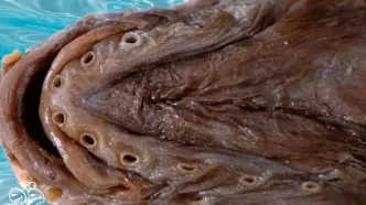 کشف یک ماهی که ۳۶ سال در تاریکی پنهان بود!