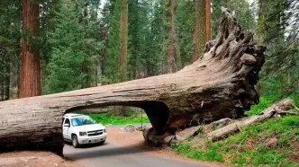 بزرگ ترین موجود زنده سراسر کره زمین/ شگفت زده می شوید!