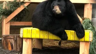 خرسی که با پای خودش به باغ وحش رفت!