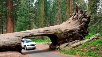 این شما و این هم بزرگ‌ترین موجود زنده کره زمین