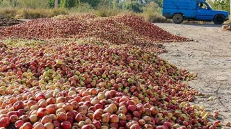 سیب‌های آذربایجان غربی؛ قاتل خاموش دریاچه ارومیه!