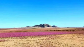 پدیده‌ای شگفت‌انگیز، بیابان خشک جهان را شکوفا کرد