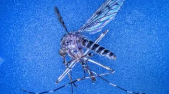 کشف نخستین پشه‌ها در ایسلند / پایان افسانه جزیره «بدون پشه»