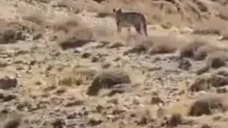 گشت و گذار پلنگ ایرانی در ارتفاعات فیروزکوه