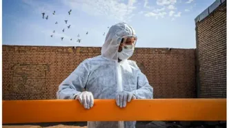 شیوع نوعی آنفلوانزای پرندگان در ایران تأیید شد