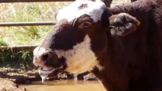 تب برفکی چیست و آیا برای انسان خطرناک است؟