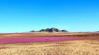 پدیده‌ای شگفت‌انگیز، بیابان خشک جهان را شکوفا کرد