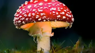 قارچ غول‌پیکر ماریو در دنیای واقعی هم وجود دارد!