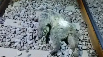 عکس دردناک از تلف شدن دو توله خرس بر اثر برخورد با قطار