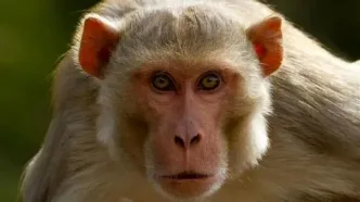 واژگونی کامیون حامل میمون‌های مبتلا به ویروس‌های خطرناک