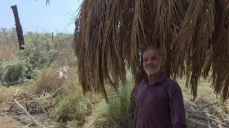 نخل‌داران خوزستانی سیاهپوش مرگ عزیزان‌شان شدند