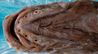 کشف شگفت‌انگیز یک ماهی که ۳۶ سال در تاریکی پنهان بود!