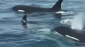 ویدئوی دیدنی پهپادی از جمعیت نادر نهنگ‌های قاتل در سواحل واشنگتن