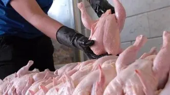 حباب قیمتی به مرغ هم رسید