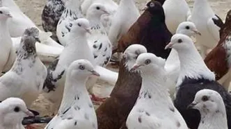 این کبوتر به‌دلیل چاقی دیگر نمی‌تواند پرواز کند!