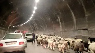 انسداد ۲۴ ساعته جاده چالوس به دلیل تردد احشام