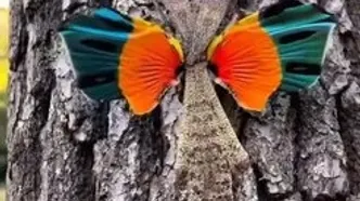 ببینید؛ مشاهده حشره‌ای نادر با بال‌های «آتشین»